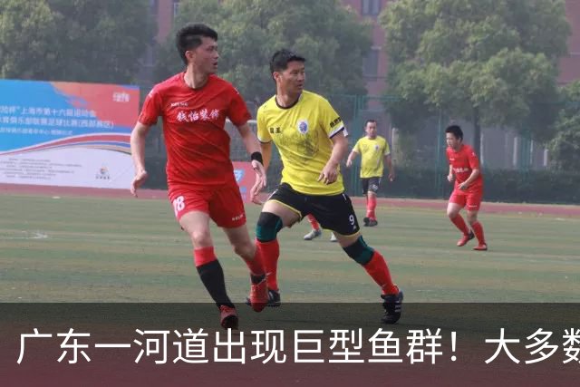 广东一河道出现巨型鱼群！大多数近一米长！