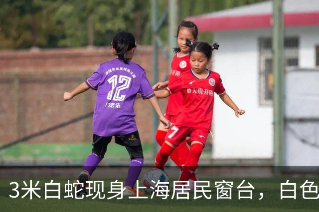 3米白蛇现身上海居民窗台，白色大蛇静静趴在窗外缓慢蠕动，住户被当场吓到，网友看到画面直呼瞬间理解许仙